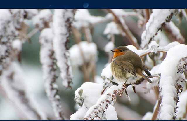 Winter bird on snowy branch mobile