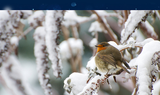 Winter bird on snowy branch